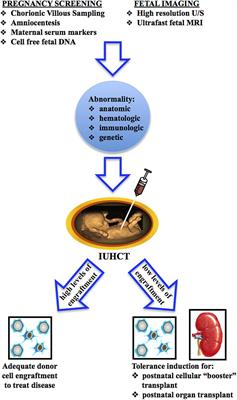 In utero hematopoietic cell transplantation: induction of donor specific immune tolerance and postnatal transplants